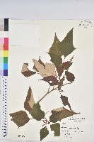 藏品(白匏子)的圖片