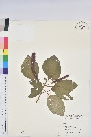 藏品(紅花鐵莧、長穗鐵莧)的圖片