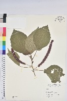 藏品(紅花鐵莧、長穗鐵莧)的圖片