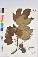 藏品(廣東油桐、皺桐)的圖片