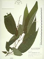 藏品(長葉苧麻、柄果苧麻)的圖片