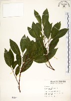 藏品(菲律賓榕)的圖片
