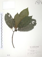 藏品(豬母乳、水同木)的圖片