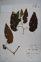 藏品(圓果秋海棠)的圖片