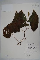 藏品(圓果秋海棠)的圖片