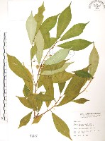 藏品(天仙果、臺灣榕)的圖片