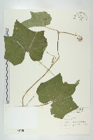 藏品(佛手瓜、梨瓜、香木緣瓜)的圖片