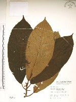 藏品(水冬瓜)的圖片