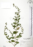 藏品(克非亞草)的圖片