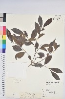 藏品(細葉饅頭果)的圖片