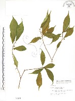 藏品(天仙果、臺灣榕)的圖片