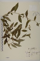 藏品(大頭艾納香)的圖片