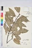 藏品(青剛櫟、鐵椆)的圖片