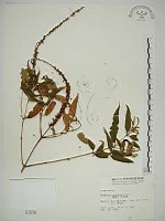 藏品(揚波、白埔姜、駁骨丹)的圖片