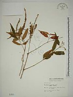 藏品(揚波、白埔姜、駁骨丹)的圖片