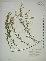 藏品(響鈴豆)的圖片