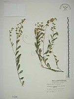 藏品(響鈴豆)的圖片