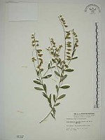 藏品(響鈴豆)的圖片