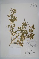 藏品(向天黃)的圖片