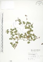 藏品(小葉括根)的圖片