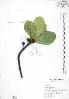 藏品(蔓榕)的圖片