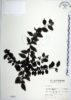 藏品(水雞油)的圖片