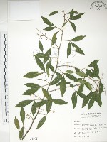 藏品(飛龍掌血)的圖片