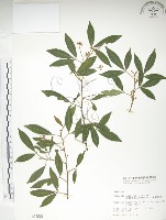 藏品(飛龍掌血)的圖片