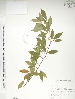 藏品(飛龍掌血)的圖片