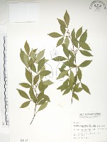 藏品(飛龍掌血)的圖片