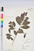 藏品(土密樹)的圖片