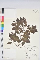 藏品(土密樹)的圖片