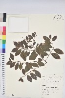 藏品(土密樹)的圖片