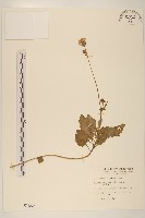 藏品(白鳳菜)的圖片