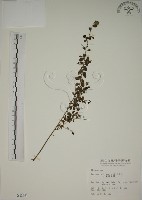 藏品(小葉黃鱔藤)的圖片