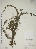 藏品(越橘葉蔓榕)的圖片