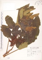 藏品(羅氏鹽膚木)的圖片