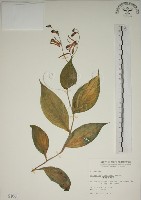 藏品(臺灣油點草)的圖片