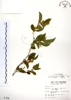 藏品(灰木)的圖片