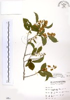 藏品(灰木)的圖片