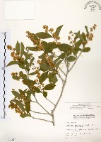 藏品(灰木)的圖片