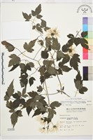 藏品(巴氏鐵線蓮)的圖片