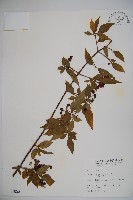 藏品(呂宋莢迷)的圖片