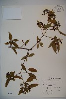 藏品(呂宋莢迷)的圖片