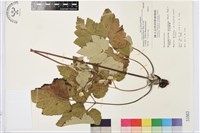 藏品(小白頭翁、野棉花)的圖片