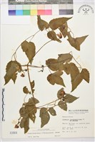 藏品(小木通)的圖片