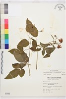 藏品(小木通)的圖片