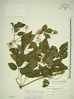 藏品(小木通)的圖片