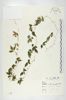 藏品(絞股藍)的圖片