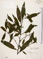 藏品(山胡椒)的圖片